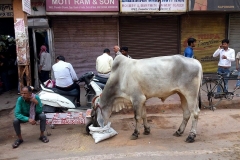 KorejaIndiaChandniChowk