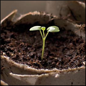 Premio Scenario Infanzia