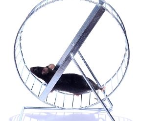 La mia bara compratela all'Ikea