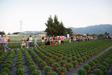 Gli spettatori di Terreni Creativi nelle serre di Albenga