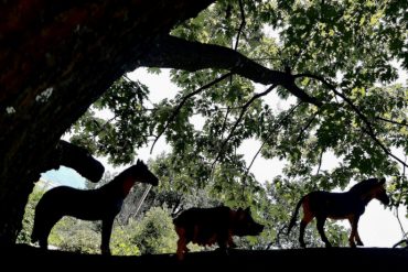 Photo: Teatrino Giullare