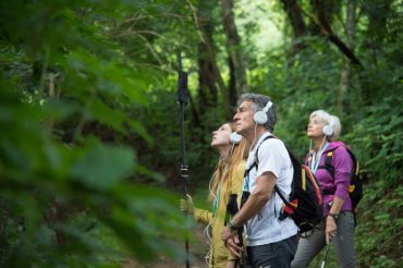 Pleiadi (Alberi maestri