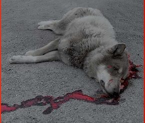 The President - archivio zeta